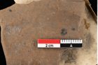 Foto (Detailansicht) von Glyptostrobus europaeus Brongniart (NHMW-GEO-2024-0188-0148)